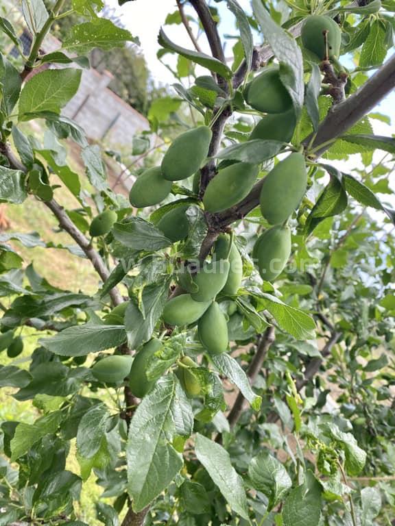 Къща с басейн в с. Горица І №3612