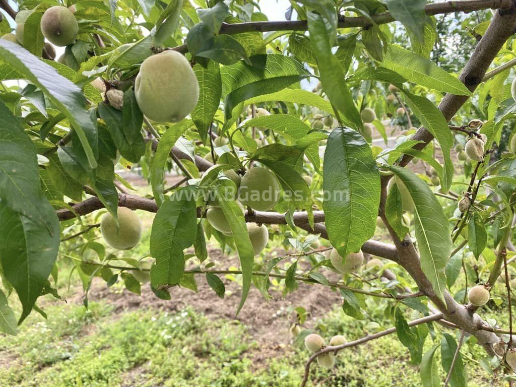 Къща с басейн в с. Горица І №3612