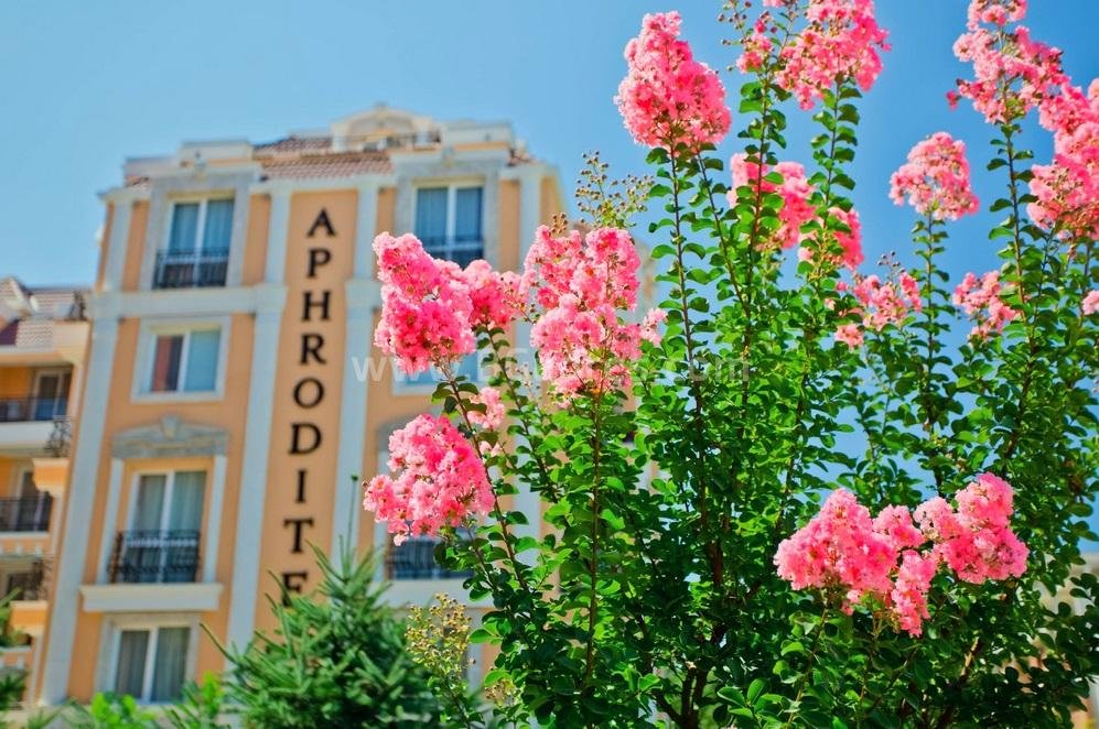 Large studio in Aphrodite 3 I №2514