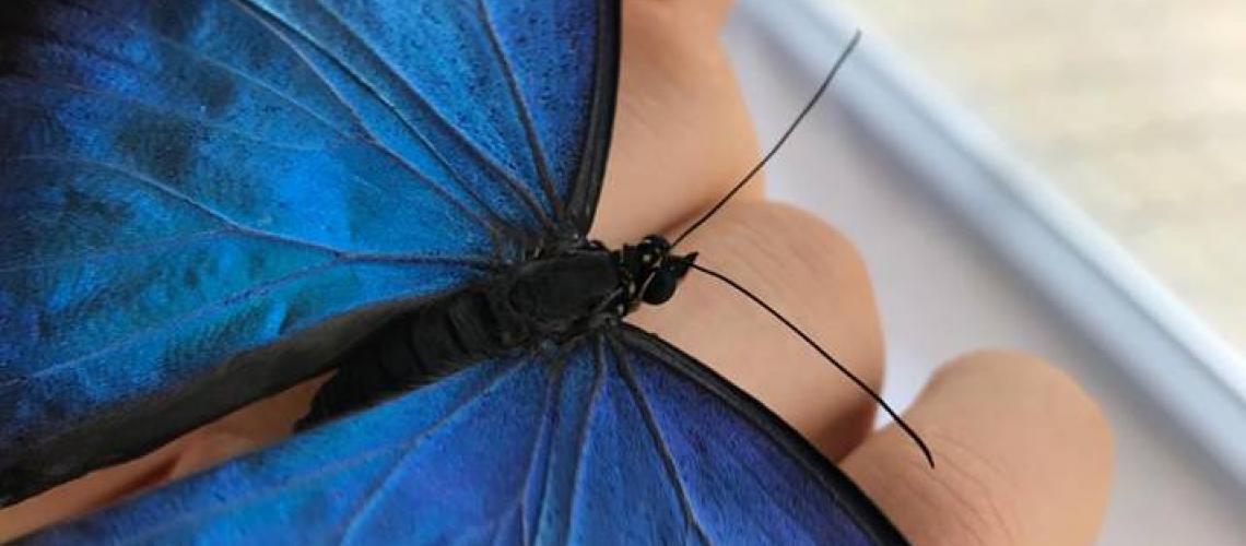 For the first time an exhibition of exotic butterflies and snails in Burgas