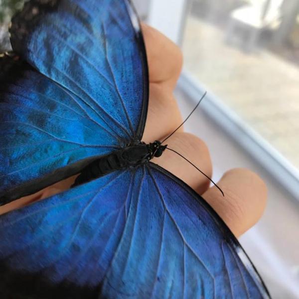Zum ersten Mal eine Ausstellung exotischer Schmetterlinge und Schnecken in Burgas